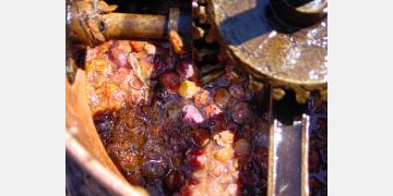 Purpose of Food Processing Mirrors in a Plant